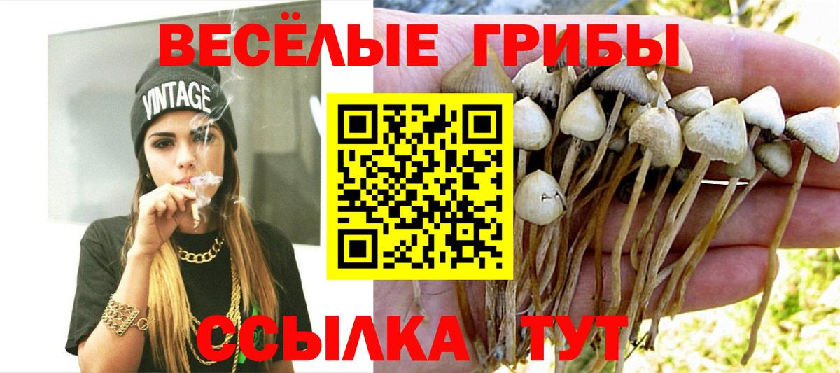Псилоцибиновые грибы Cubensis Мичуринск